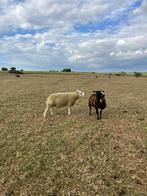 2 texelaar dekrammen te koop, Dieren en Toebehoren, Mannelijk, Schaap, 0 tot 2 jaar