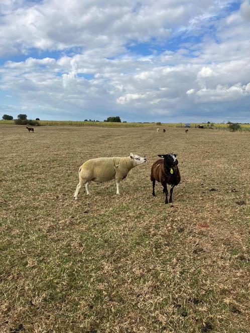 2 texelaar dekrammen te koop, Dieren en Toebehoren, Schapen, Geiten en Varkens, Schaap, Mannelijk, 0 tot 2 jaar