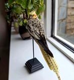 Opgezette valkparkiet, Verzamelen, Dierenverzamelingen, Ophalen of Verzenden, Nieuw, Vogel, Opgezet dier