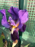 Blauwe iris, Ophalen, Halfschaduw