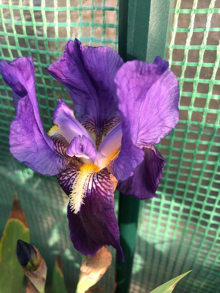 Blauwe iris, Tuin en Terras, Bloembollen en Zaden, Halfschaduw, Ophalen