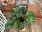 Plant, Tuin en Terras, Planten | Tuinplanten, Ophalen
