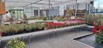 plantentafels, Ophalen, Gebruikt