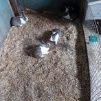 Hollander konijnen, Dieren en Toebehoren, Konijnen, Mannelijk