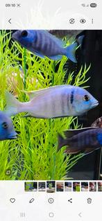 Placidochromis Electra man (malawi cichlide), Dieren en Toebehoren, Vissen | Aquariumvissen, Vis