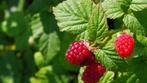 Frambozenplantjes rood, Tuin en Terras, Planten | Tuinplanten, Zomer, Vaste plant, Fruitplanten, Ophalen