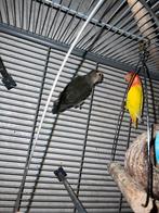 Jonge agapornis koppel te koop, Dieren en Toebehoren, Meerdere dieren, Dwergpapegaai of Agapornis