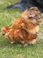 Zijdehoen haan GRATIS afhalen!, Dieren en Toebehoren, Pluimvee, Mannelijk, Kip