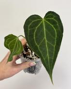 Anthurium Delta Force (Clarinervium x Pedatoradiatum), Huis en Inrichting, Kamerplanten, Ophalen of Verzenden, Overige soorten