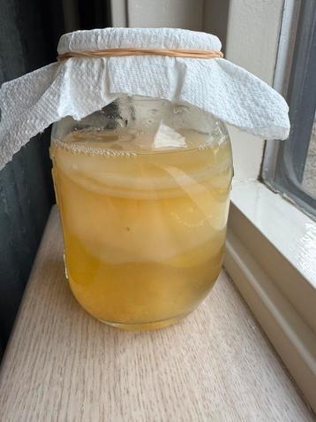 Actieve jun scoby + startersvloeistof om kombucha te maken beschikbaar voor biedingen