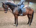 Topbrave 7 jr allrounder 1,63(recreatie-manege-sport), Merrie, B, Gechipt, 7 tot 10 jaar