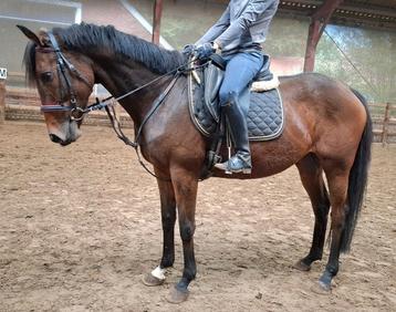 Topbrave 7 jr allrounder 1,63(recreatie-manege-sport) beschikbaar voor biedingen