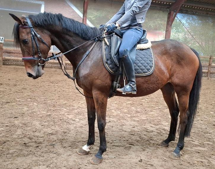 Topbrave 7 jr allrounder 1,63(recreatie-manege-sport), Dieren en Toebehoren, Paarden, Merrie, B, 160 tot 165 cm, 7 tot 10 jaar