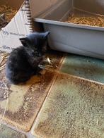 2 lieve kittens te koop, Dieren en Toebehoren, Katten en Kittens | Overige Katten, Meerdere dieren, Kortharig, 0 tot 2 jaar