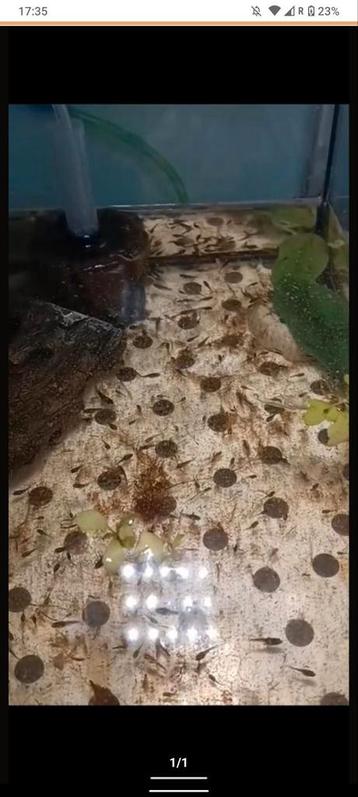 Betta halfmoon jongen beschikbaar voor biedingen