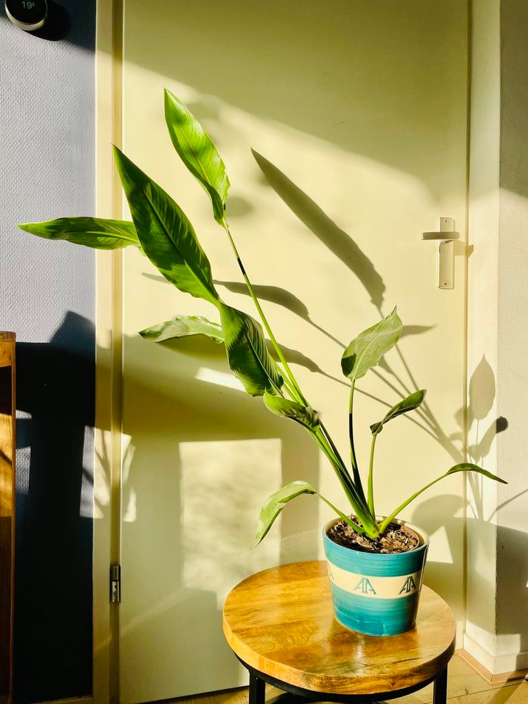 Strelitzia Reginae | Paradijsvogelplant, Huis en Inrichting, Ophalen, Overige soorten, Halfschaduw, Minder dan 100 cm