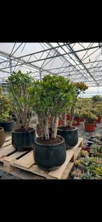 Vetplanten crassula horntree geldboom jadeplant, Ophalen, Vetplant, In pot, 150 tot 200 cm