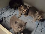 Halve britse korthaar kittens!, Meerdere dieren, Ontwormd, 0 tot 2 jaar