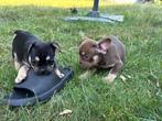 Super lieve franse bulldog pups, Dieren en Toebehoren, Honden | Bulldogs, Pinschers en Molossers, België, Fokker | Hobbymatig