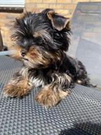 Yorkshire terrier pup te koop, Dieren en Toebehoren, Yorkshire Terriër, Particulier, Rabiës (hondsdolheid), 8 tot 15 weken