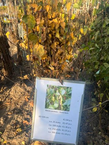 Ruwe Berk (Betula pendula) - 60-100cm beschikbaar voor biedingen