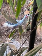 Kroonkraanvogel hen, Dieren en Toebehoren, Vrouwelijk, Tropenvogel, Geringd