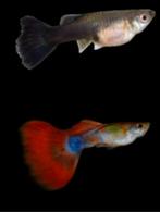 Guppies gemixed Jongkies, Vis