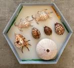 Diverse schelpen, Ophalen of Verzenden, Schelp(en)