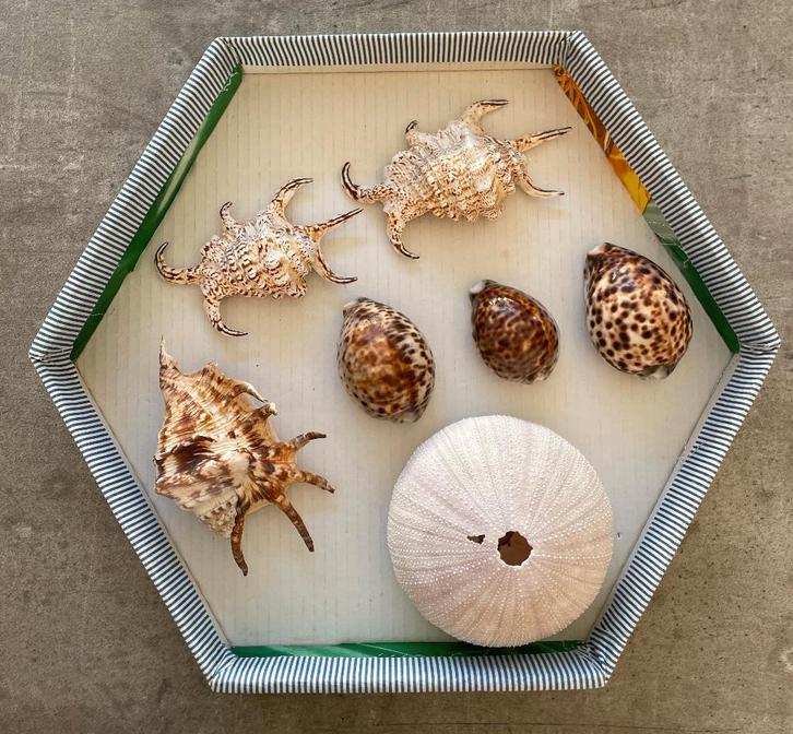 Diverse schelpen, Verzamelen, Mineralen en Fossielen, Schelp(en), Ophalen of Verzenden