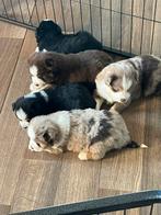 Prachtige (MAS) Miniature American Shepherd pups, Dieren en Toebehoren, Parvo, Overige rassen, 8 tot 15 weken, Meerdere