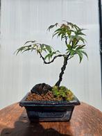 Acer palmatum pre bonsai op rots, Tuin en Terras, Bloeit niet, Halfschaduw, Minder dan 100 cm, Overige soorten