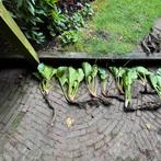 Bergenia schoenlappersplant stekken groot, Bodembedekkers, Vaste plant, Verzenden, Halfschaduw