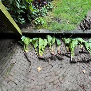 Bergenia schoenlappersplant stekken groot beschikbaar voor biedingen
