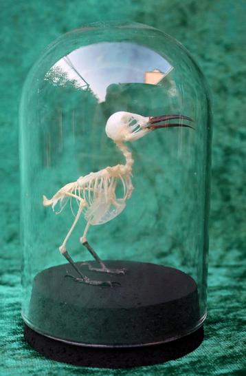 Skelet KOLIBRIE schedel opgezette vogel kado mooi taxidermy
