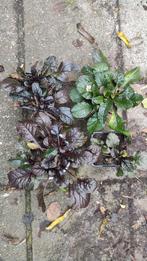 Kruipend zenegroen, Ophalen, Volle zon