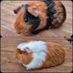 Jonge cavia zeugjes, Dieren en Toebehoren, Knaagdieren, Oktober, Vrouwelijk, Cavia