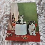 Kittens in en bij wijnkoeler, Verzenden, 1960 tot 1980, Ongelopen, Hond of Kat