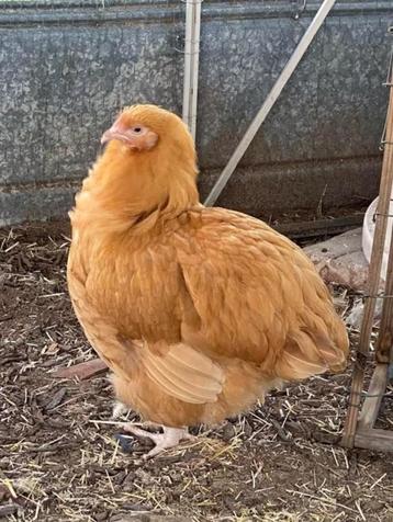 Orpington Buff beschikbaar voor biedingen
