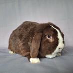 Nhd x minilop ram - choco vienna bont (Amersfoort), Mannelijk, Dwerg, Hangoor, 3 tot 5 jaar