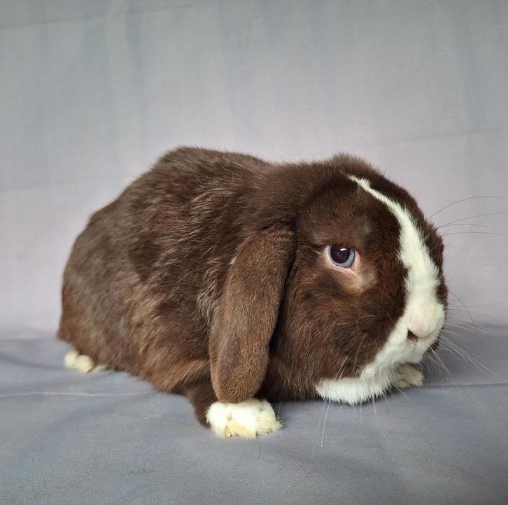 Nhd x minilop ram - choco vienna bont (Amersfoort), Dieren en Toebehoren, Konijnen, Dwerg, Mannelijk, 3 tot 5 jaar, Hangoor