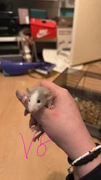 Nog 2 rittens te reserveren, Dieren en Toebehoren, Knaagdieren, Rat, December, Meerdere dieren, Tam
