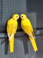 2 Turquoisine Parkieten, Dieren en Toebehoren, Meerdere dieren, Parkiet