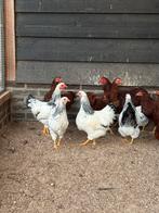 Wyandotte kriel rood & wit zwartcolumbia, Dieren en Toebehoren, Pluimvee, Meerdere dieren, Kip