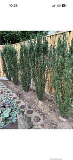 Taxus Baccata (175cm) - Zelf uitgraven!, Bloeit niet, Overige soorten, 100 tot 250 cm, Ophalen