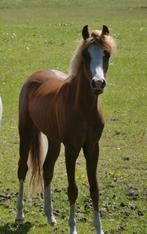 3 jarige welsh b hengst en jaarling welsh b hengst, Dieren en Toebehoren, Pony's, Hengst, Recreatiepony, 0 tot 2 jaar