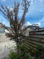 Prunus cerasifera / kerspruim, Ophalen, Halfschaduw, Overige soorten