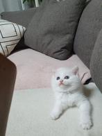 Britse kittens kort haar, Dieren en Toebehoren, Meerdere dieren, 0 tot 2 jaar