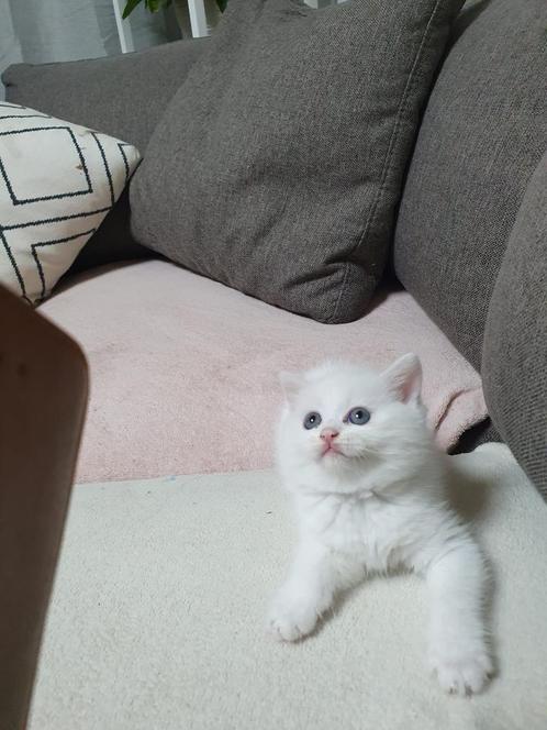 Britse kittens kort haar, Dieren en Toebehoren, Katten en Kittens | Raskatten | Langhaar, Meerdere dieren, 0 tot 2 jaar