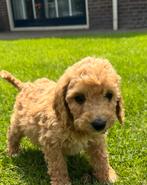 Dwerg poedel/ dwergpoedel pups te koop, Dieren en Toebehoren, Honden | Chihuahua's en Gezelschapshonden, Poedel, Rabiës (hondsdolheid)