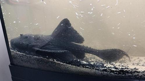 Black adonis, Dieren en Toebehoren, Vissen | Aquariumvissen, Zoetwatervis, Vis